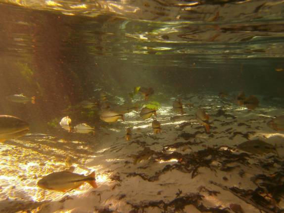 Fazendo flutuação nas águas transparentes do Rio Triste, em Bom Jardim, em Mato Grosso